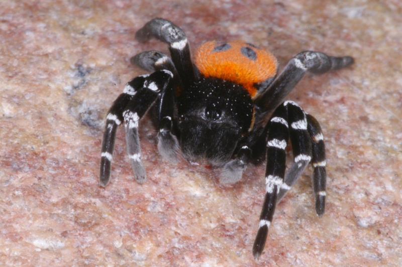 Eresus_sandaliatus_D3049_Z_89_NP De Hoge Veluwe_Nederland.jpg